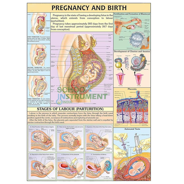 Human Reproductive System, Charts